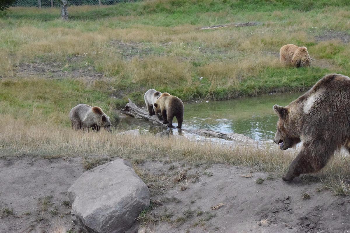 Adgang gaffel spiselige Skandinavisk Dyrepark