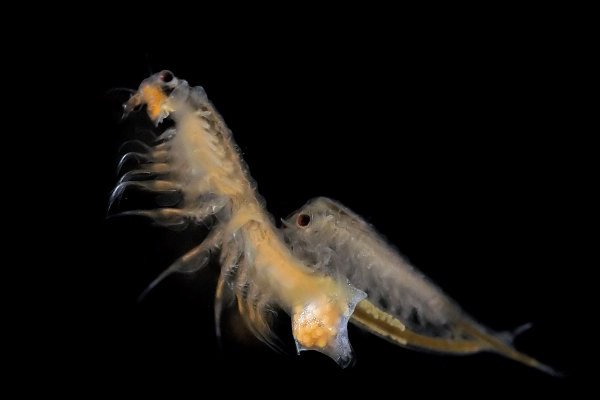Artemia salina Artemia salina