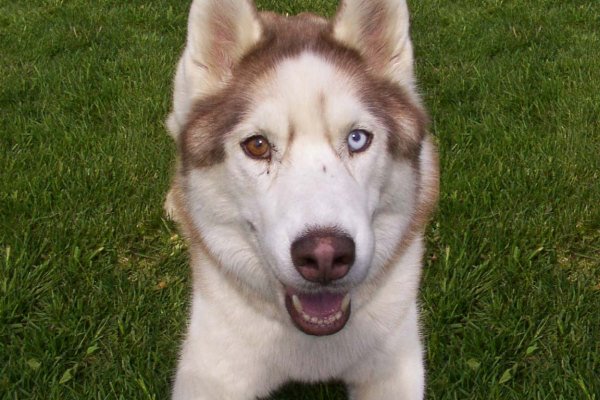 Hund Hund
