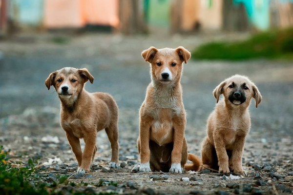 Hunde Hunde