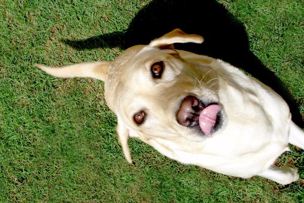 Hunde billeder Hunde billeder