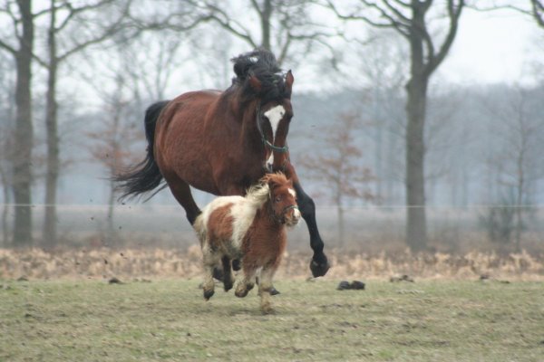 Verdens mindste hest Falabellaen Verdens mindste hest Falabellaen