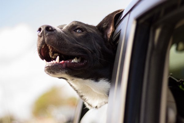 Hunde i bilen