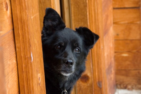 Hunde alene hjemme