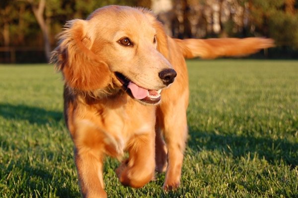 Cocker Spaniel