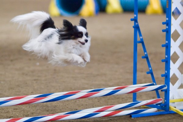 Agility