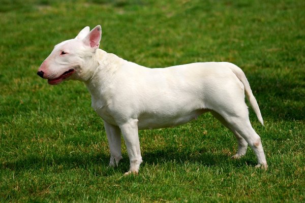 Kamphunde og muskelhunde  i Danmark