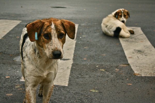 Hunde fra udlandet