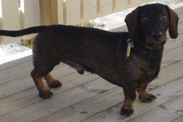 Gravhund Gravhund