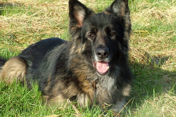 Schæferhunde Schæferhunde