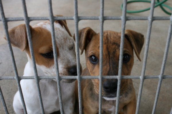 Hundekennel Hundekennel