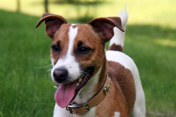 Dansk-svensk gårdhund Dansk-svensk gårdhund