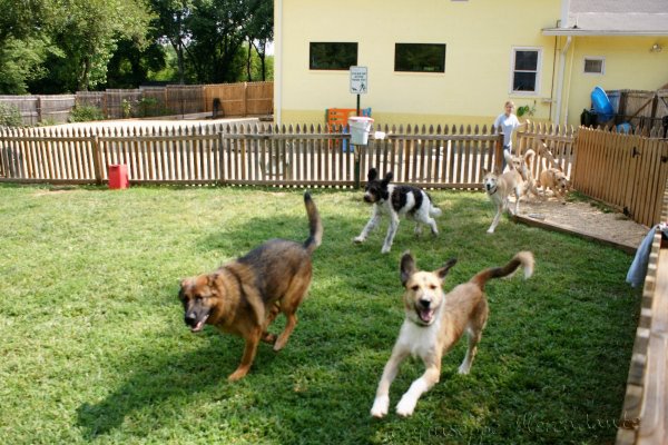 Hundepension Hundepension