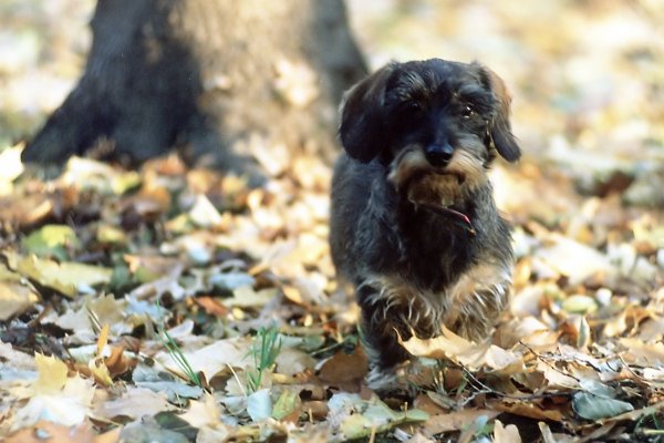 Gravhunde Gravhunde