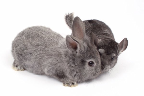 Chinchilla