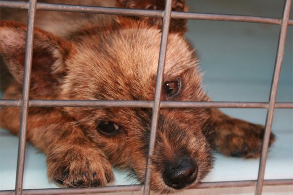 Hundeinternat Hundeinternat