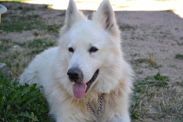 Hvid Schweizisk Hyrdehund (Hvid Schæfer)