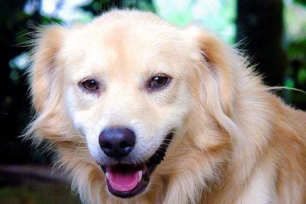 11 facts om hunde