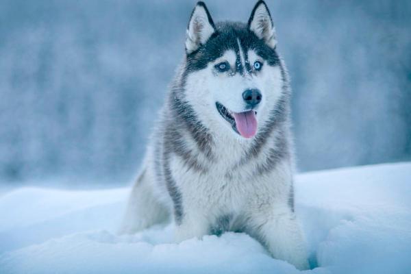 Slædehunde